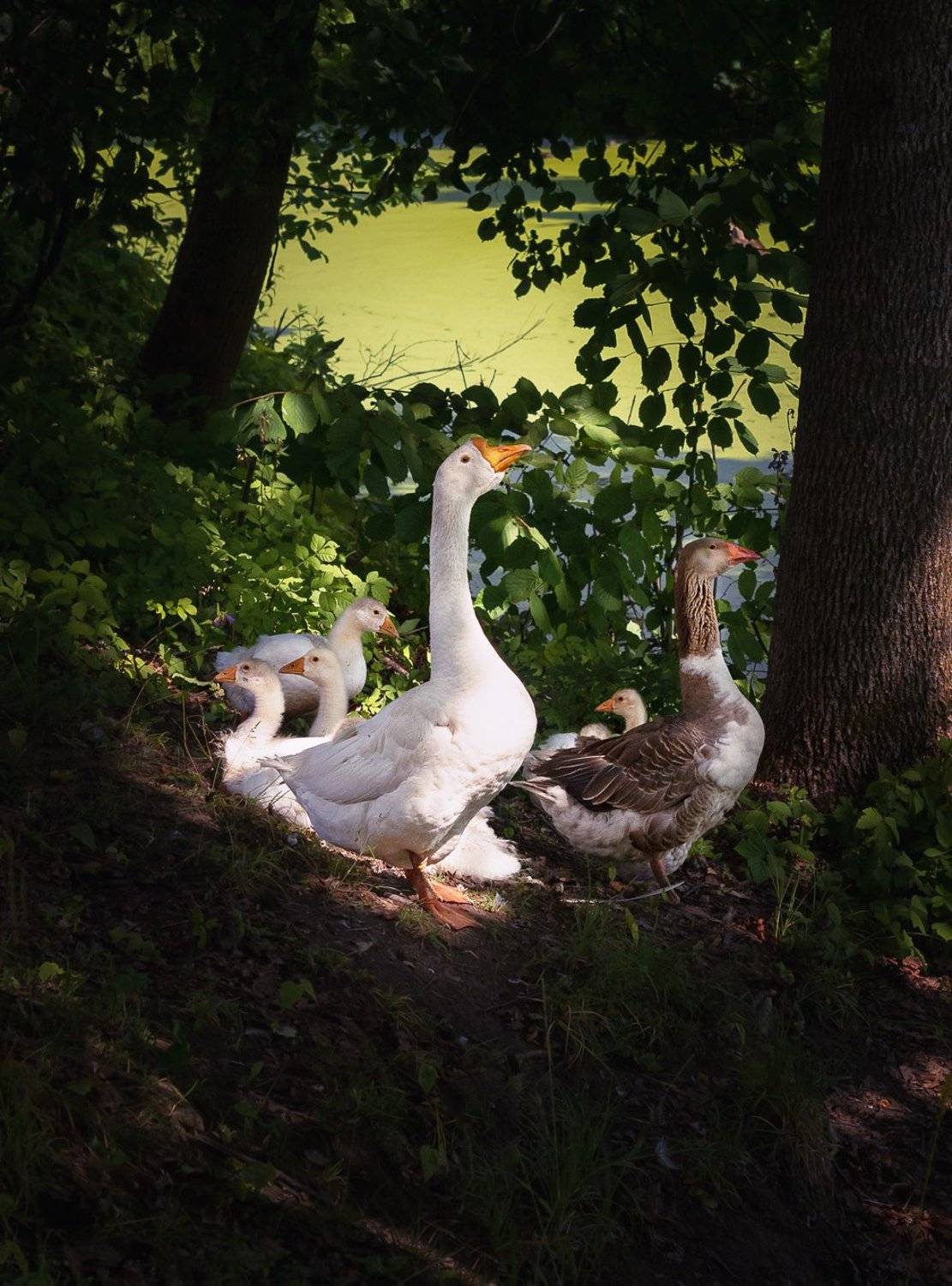 , Баранов Олег