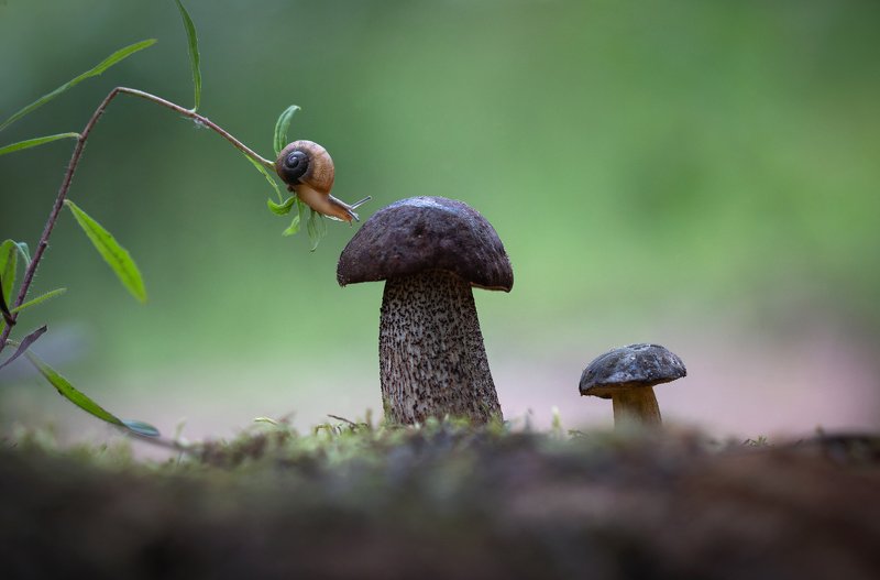 Опытный грибник фото превью