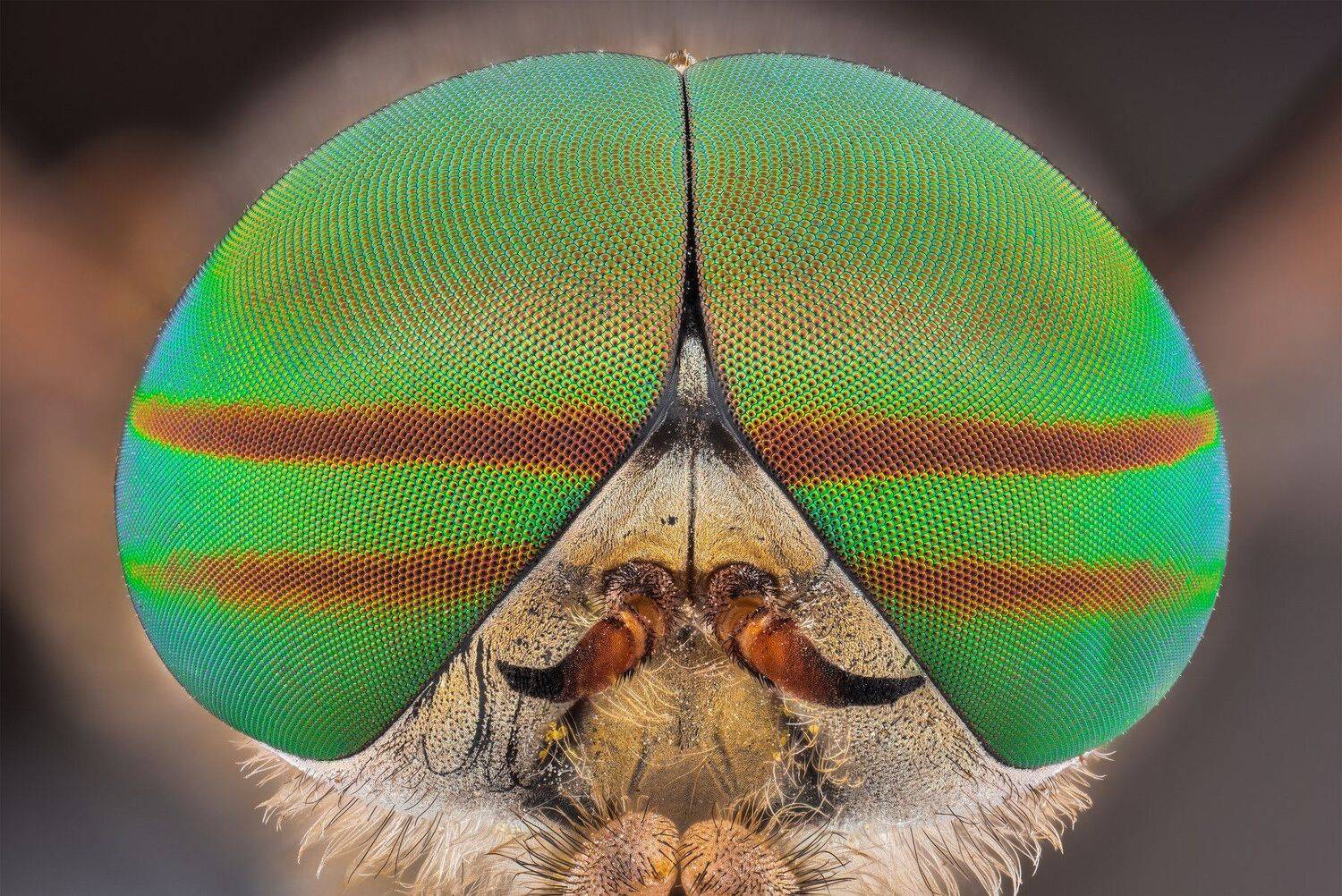 ceclii, macro, extrememacro, nikon d3400, lomo 3.7x, Tsvetan Ganev