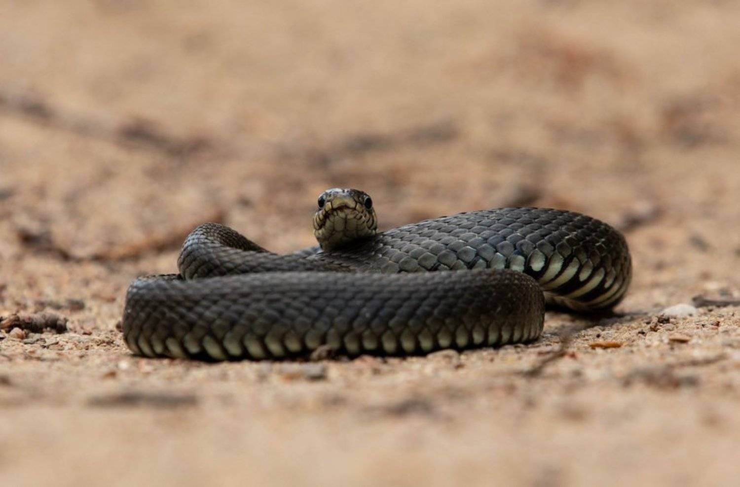 уж, змеи, пресмыкающиеся,, Владимир Пакалевич