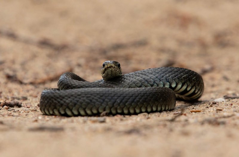 уж, змеи, пресмыкающиеся, Медитация фото превью