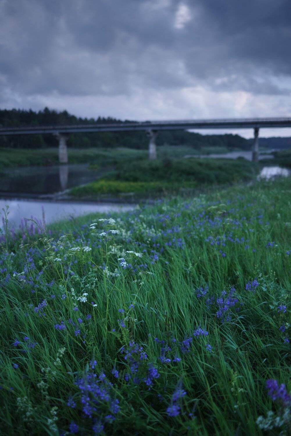 ночь, река, мост, цветы, Алексей Егоров
