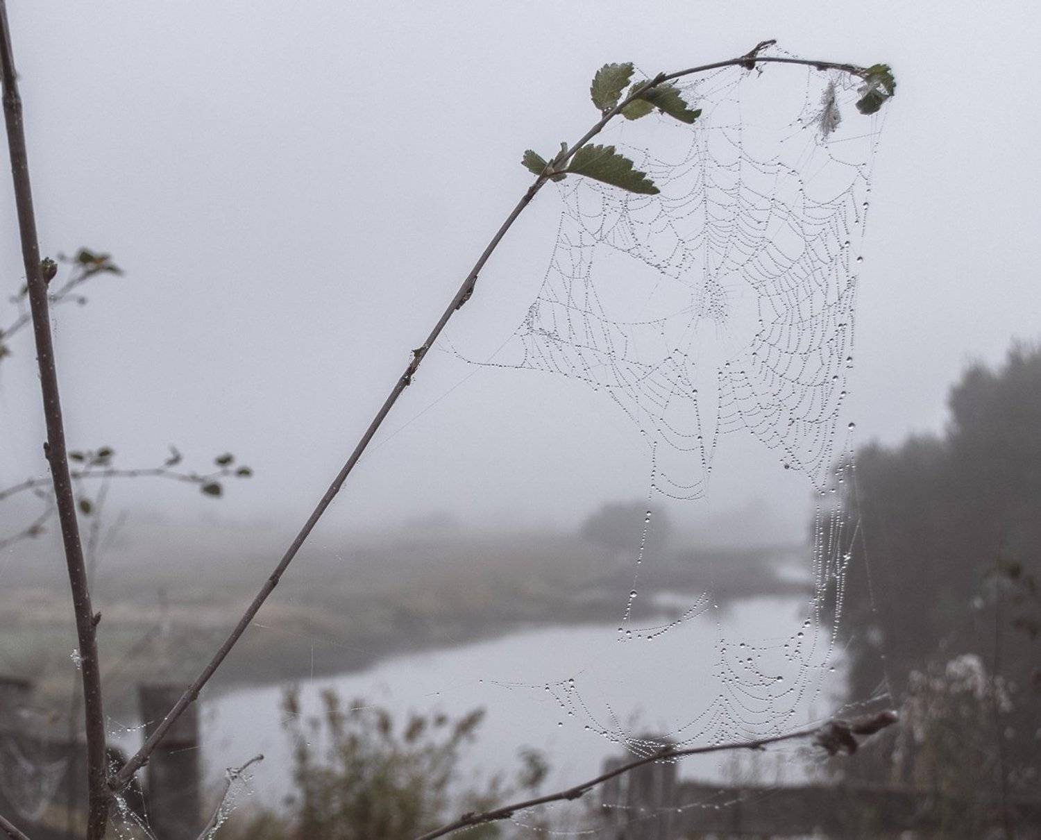 , Valentina Vershinina