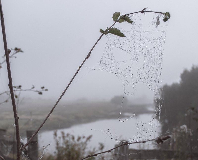 Пасмурное утро фото превью