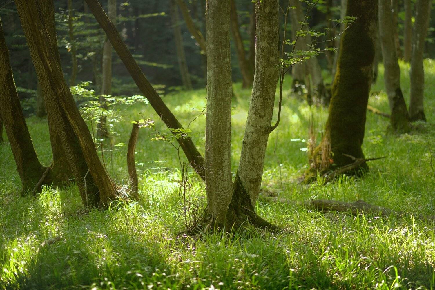 лес утро лето, Александр Жарников