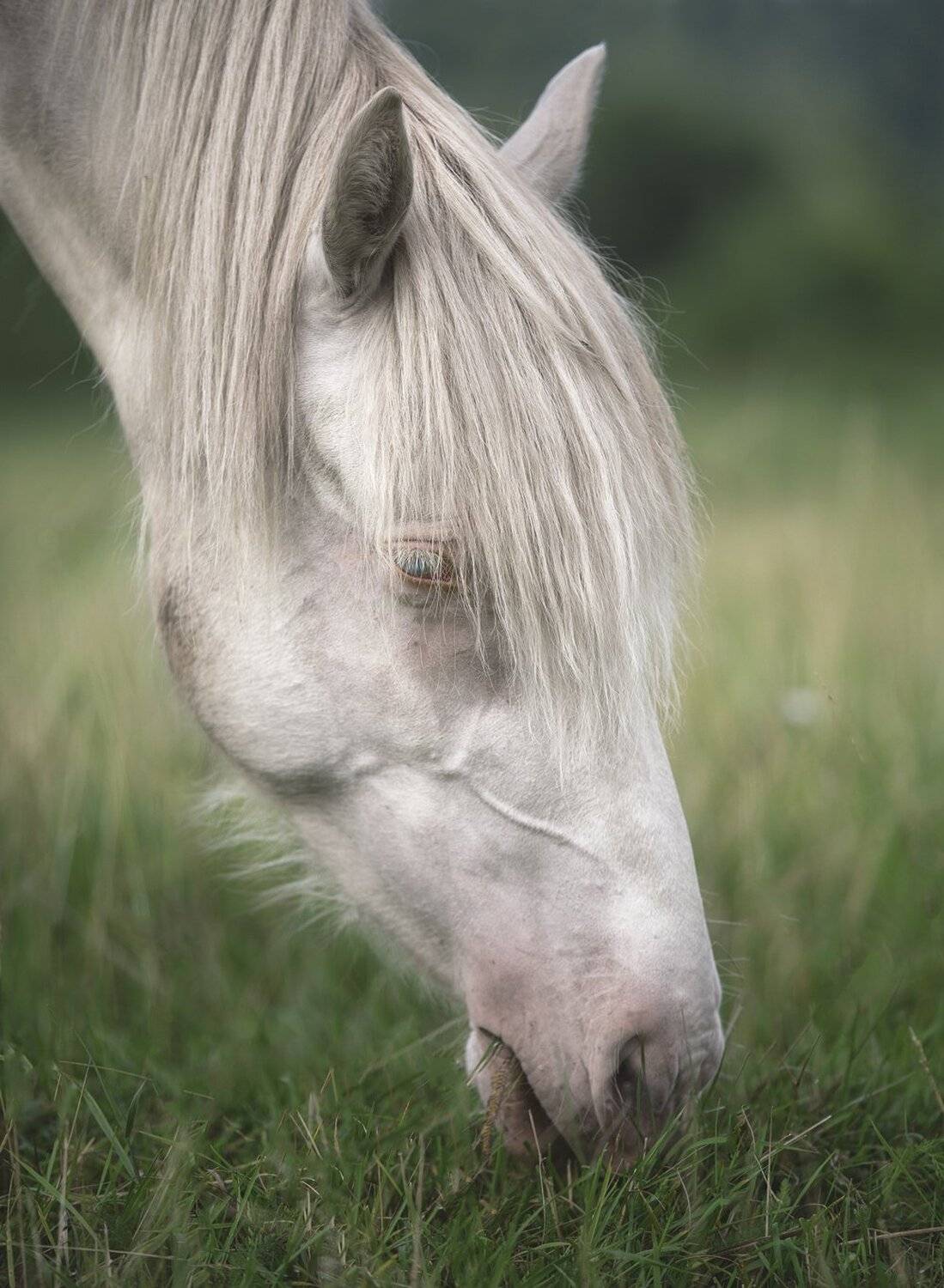 лошади, свет, утро, природа, Баранов Олег