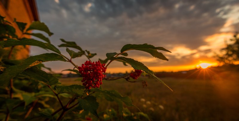 бузина фото превью