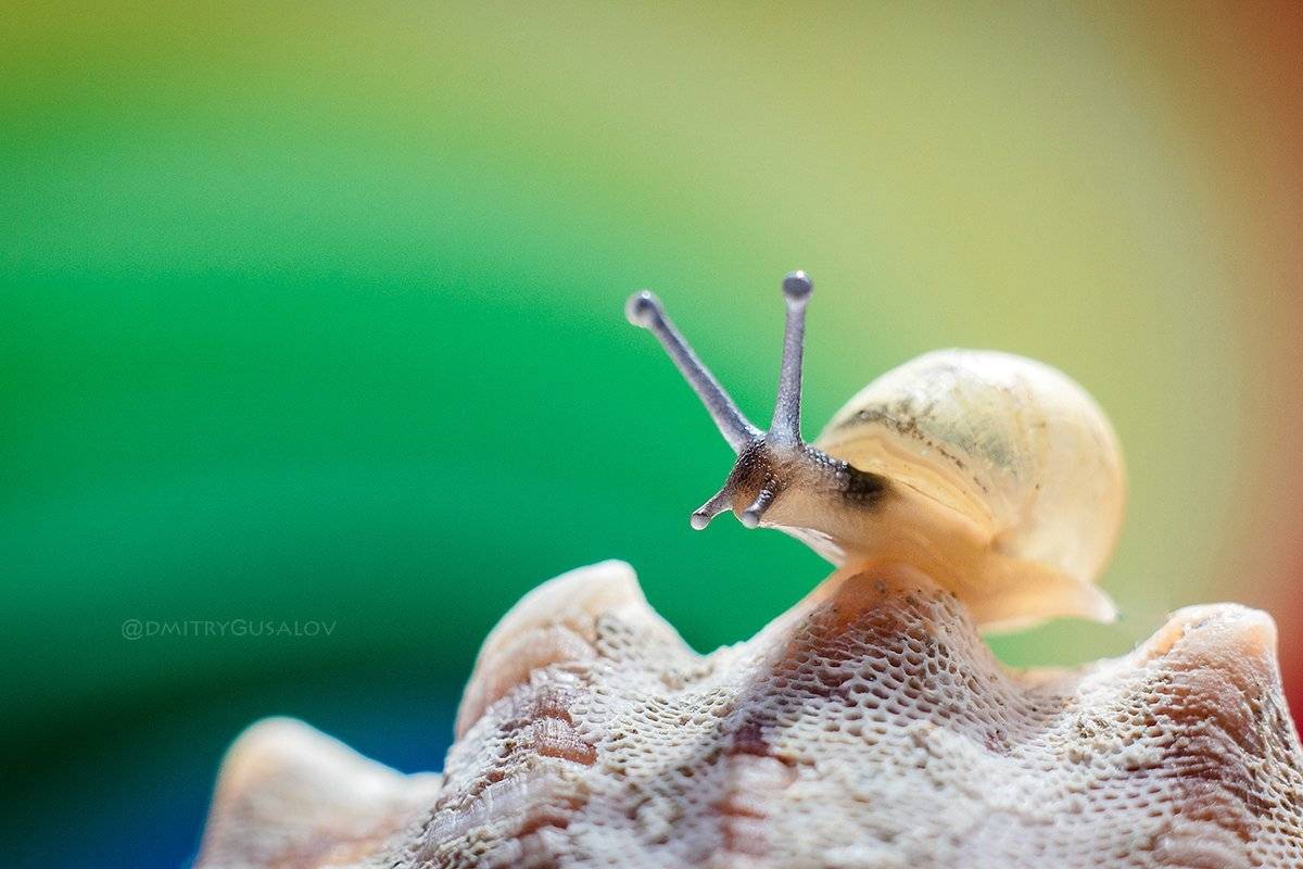 макро, природа, весна, макросъёмка, макрофотография, растение, цветы, жизнь, макромир, улитка, Дмитрий Гусалов