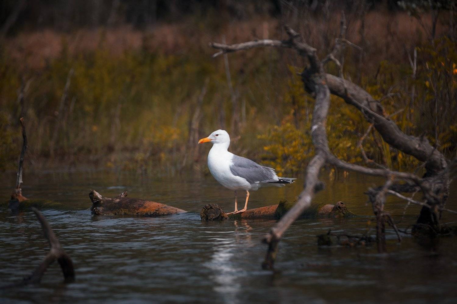 чайка, Alexey Palagichev