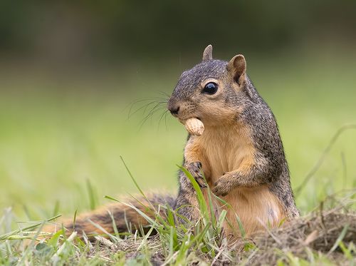 Лисья Белка -Fox Squirrel