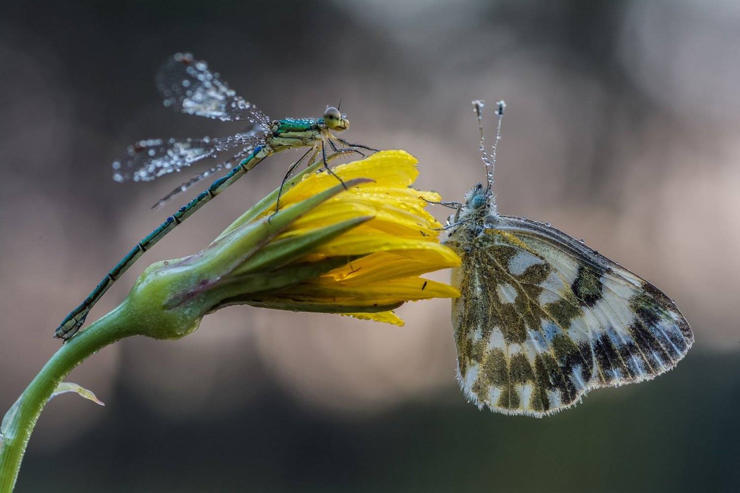 , Роман Зайцев