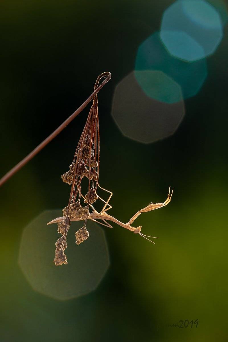 , Игорь ФУММ