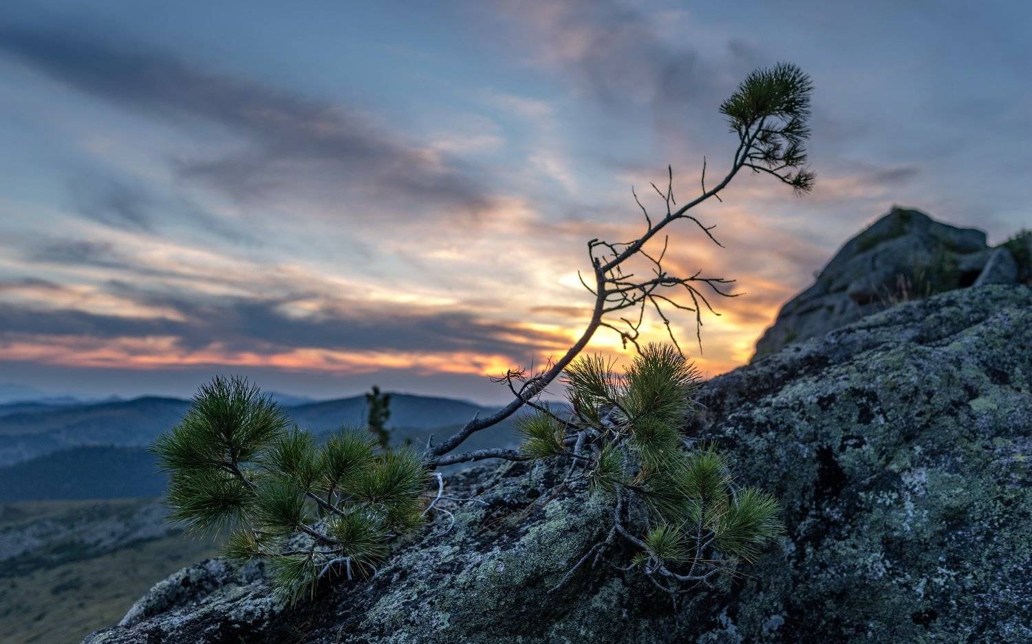 горы, сибирь, саяны, западный саян, ергаки, ник васильев, закат, дерево, кедр,, Николай Васильев