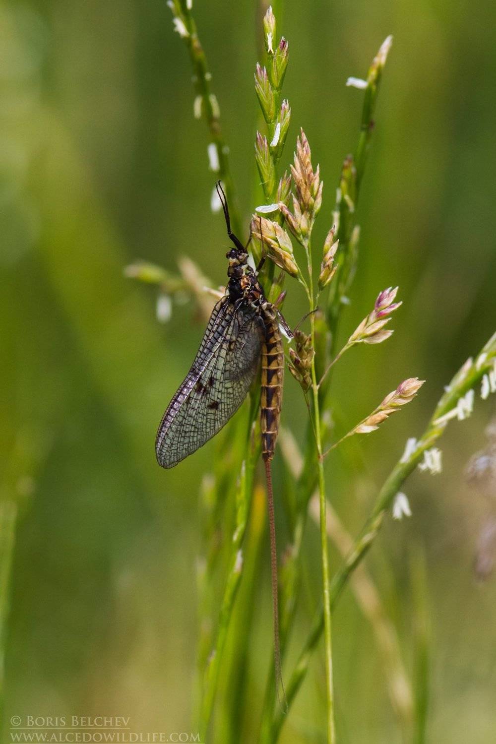 , Борис Белчев