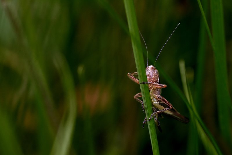 южный, урал, долгие горы, орск, новотроицк, карагай, урал Стриптизёр фото превью