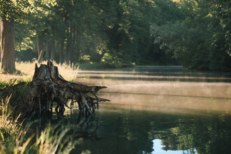 Середниково, рассвет, туман Старый пень фото превью