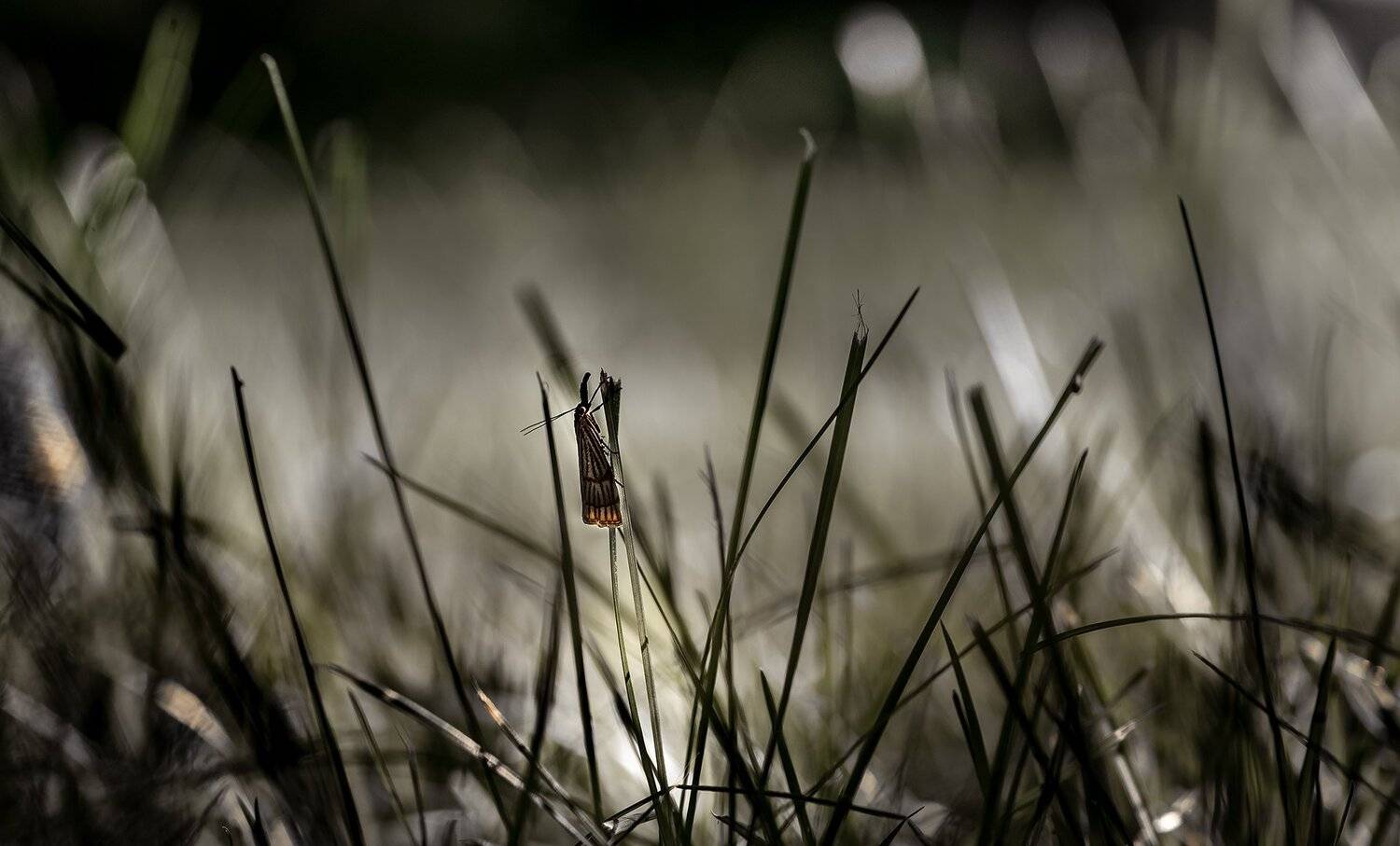 природа, макро, трава, бабочка, гризайль, Неля Рачкова