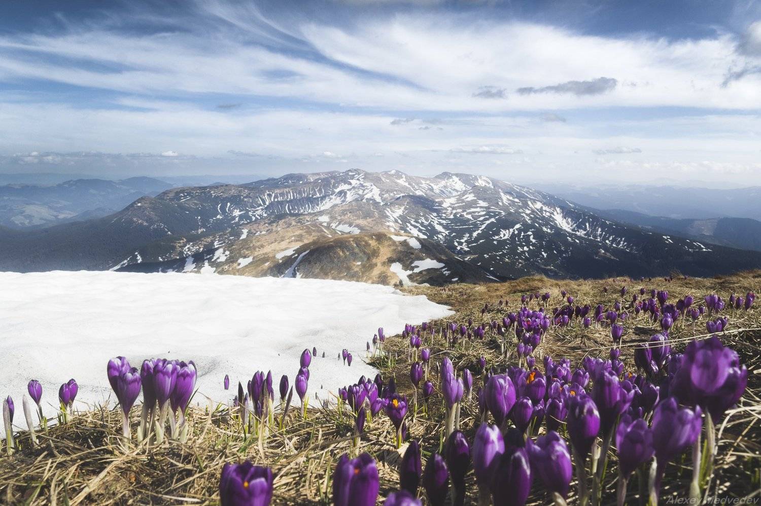 Карпаты, Украина, говерла, крокусы, май, снег, весна, Алексей Медведев