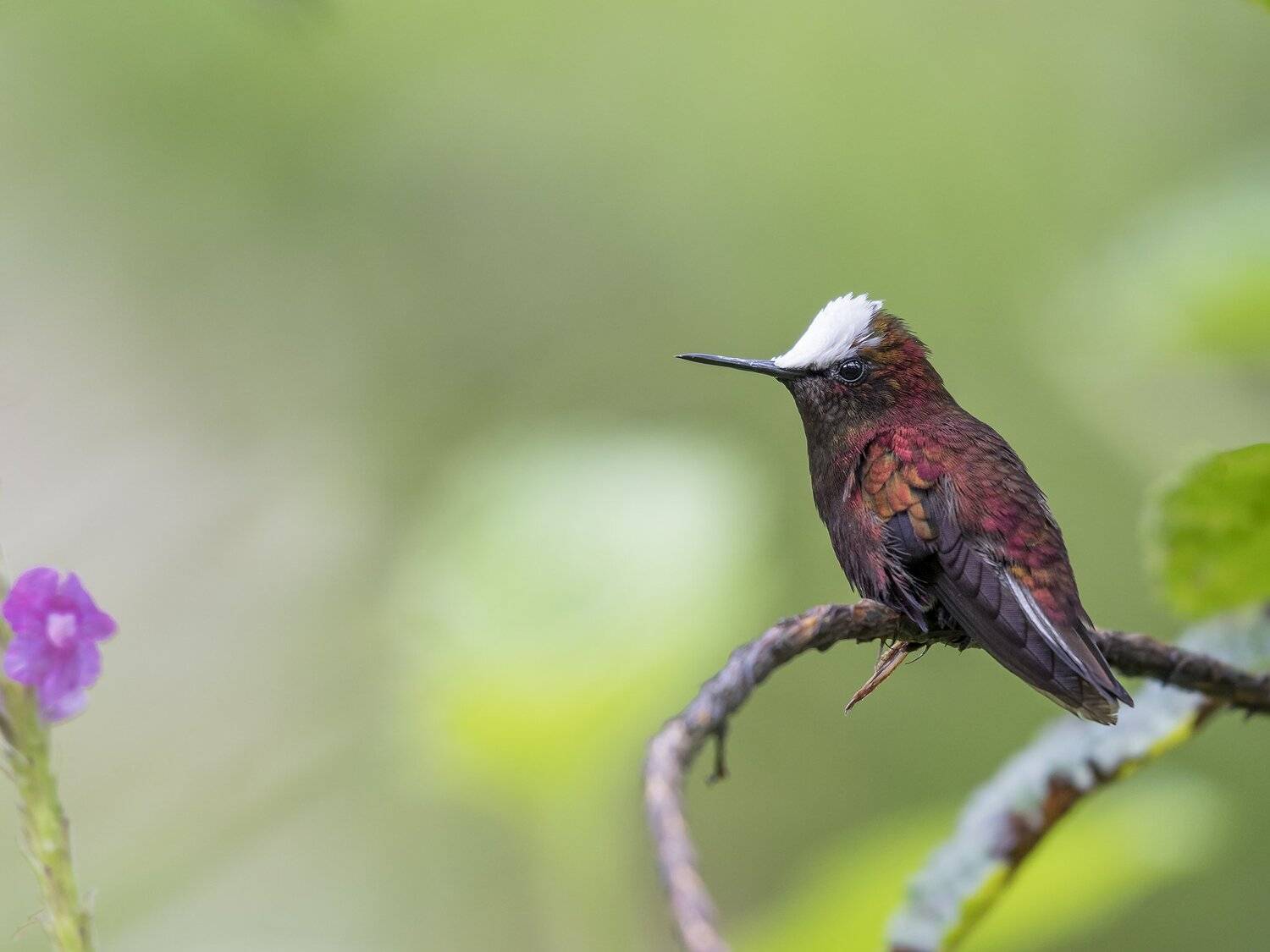 , Fernando Burgalin Sequeira