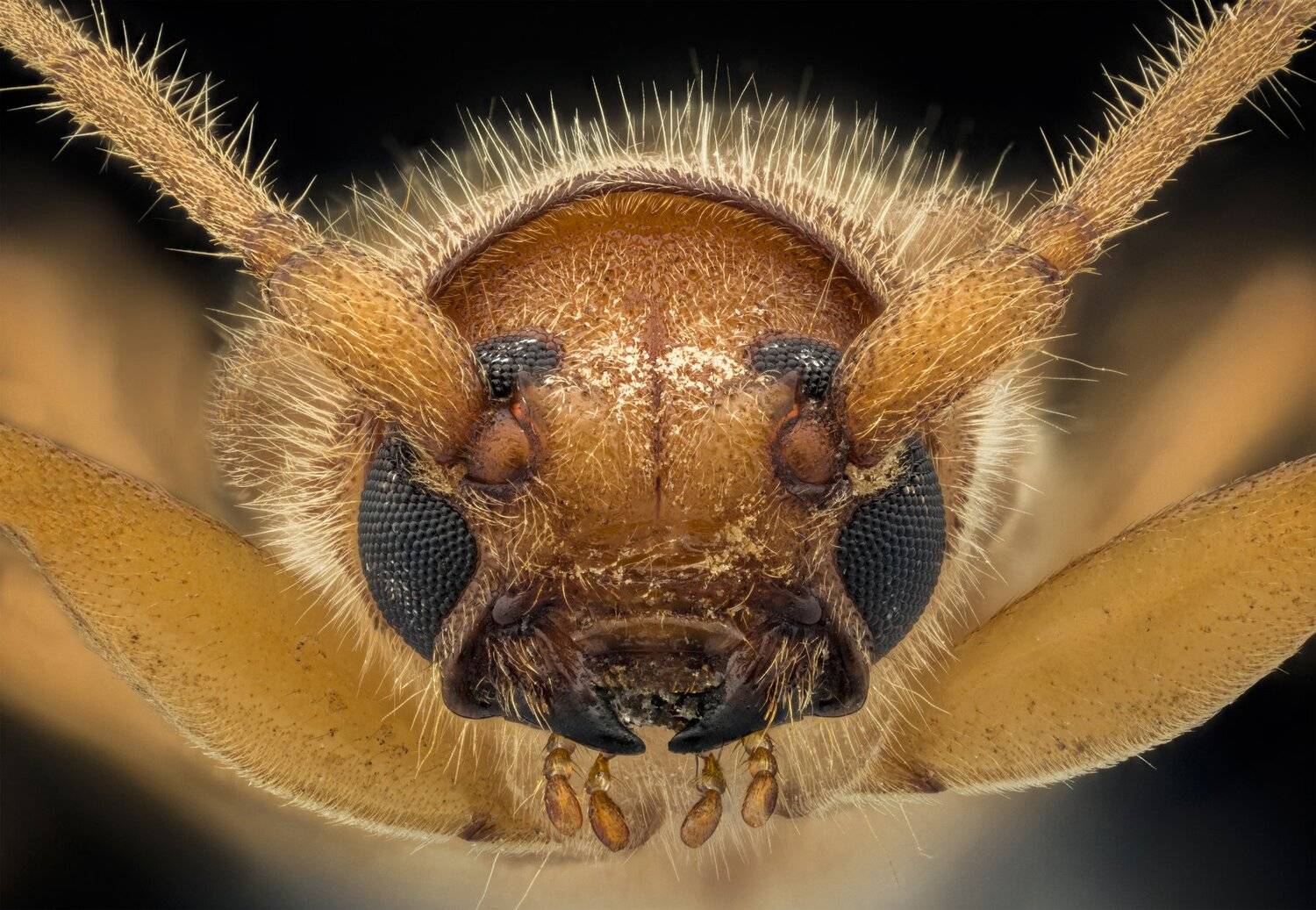 ceclii, macro, extrememacro, nikon d3400, lomo 3.7x, Tsvetan Ganev