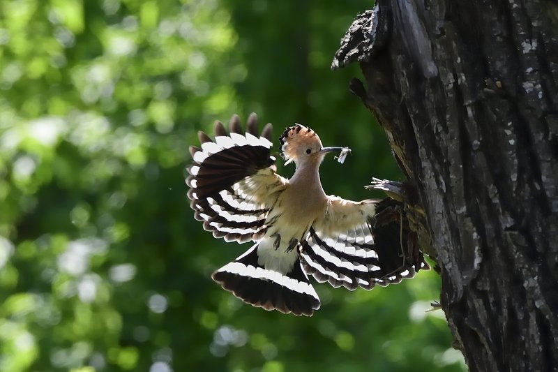 птицы birds Upupa epops фото превью