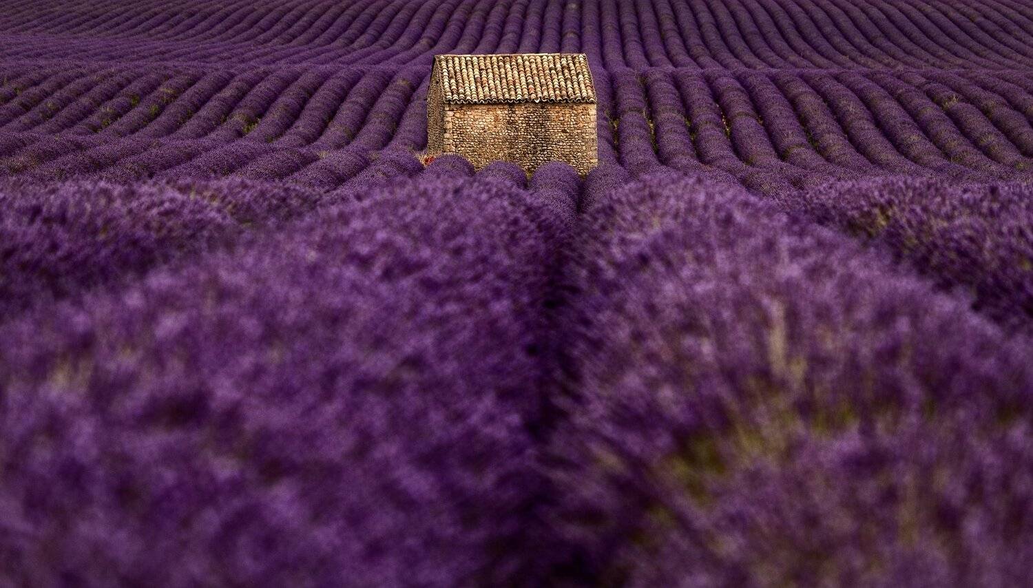 лаванда, дом, поля, Александр Безмолитвенный