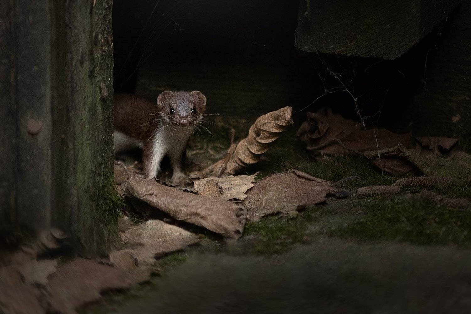 , Светлана Писарева