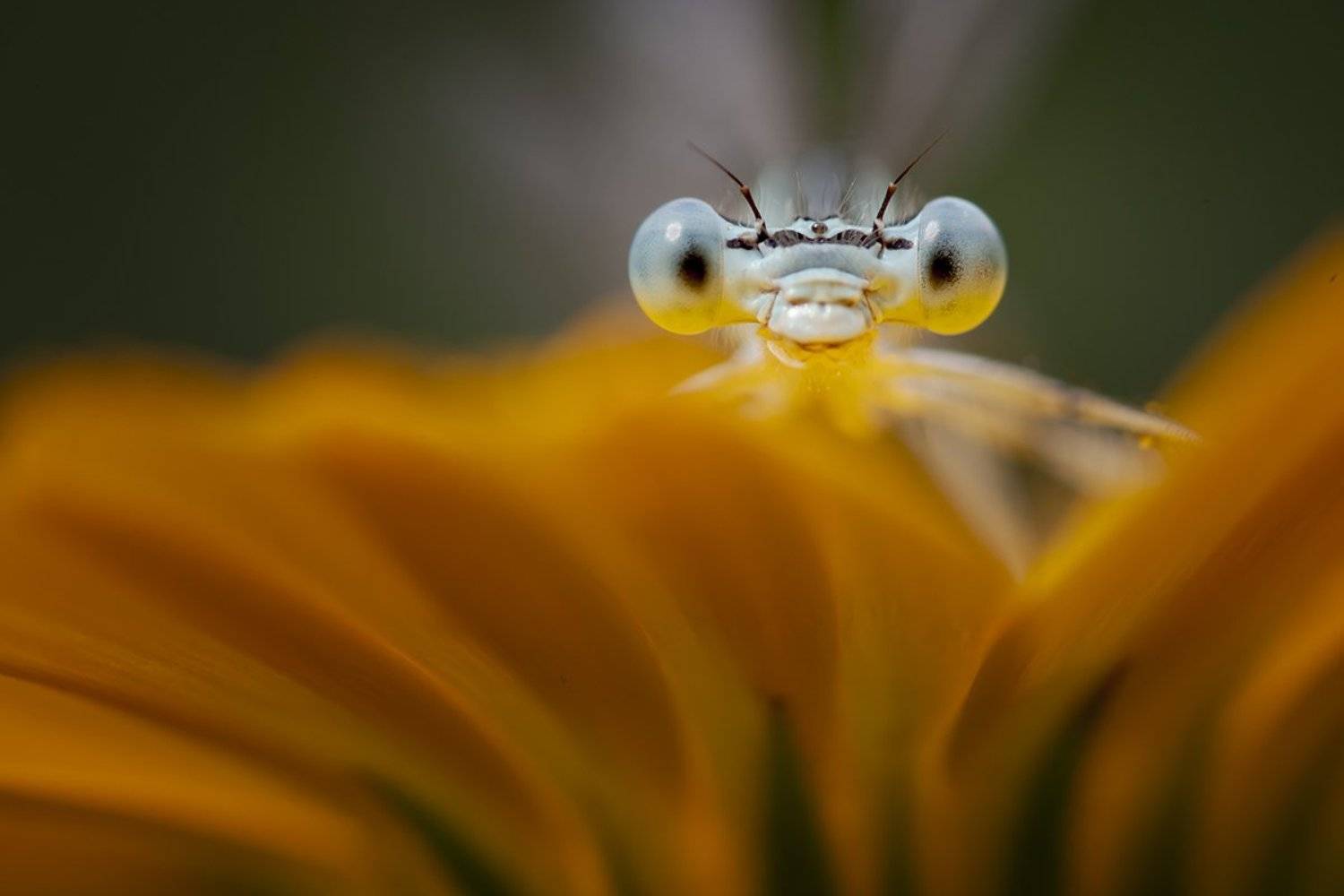 , Nicolae Fanurie Chirobocea