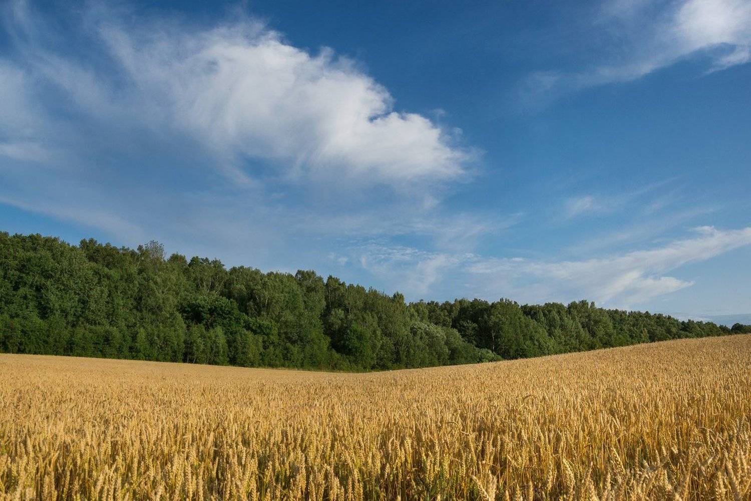 лето, пейзаж, природа, Сипаева Катерина