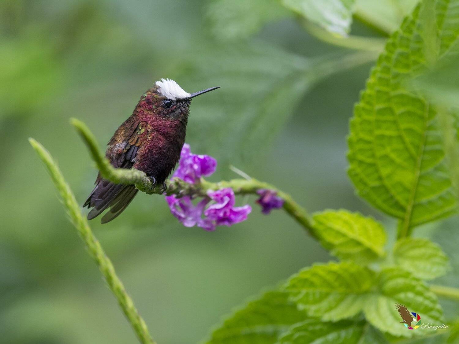 , Fernando Burgalin Sequeira