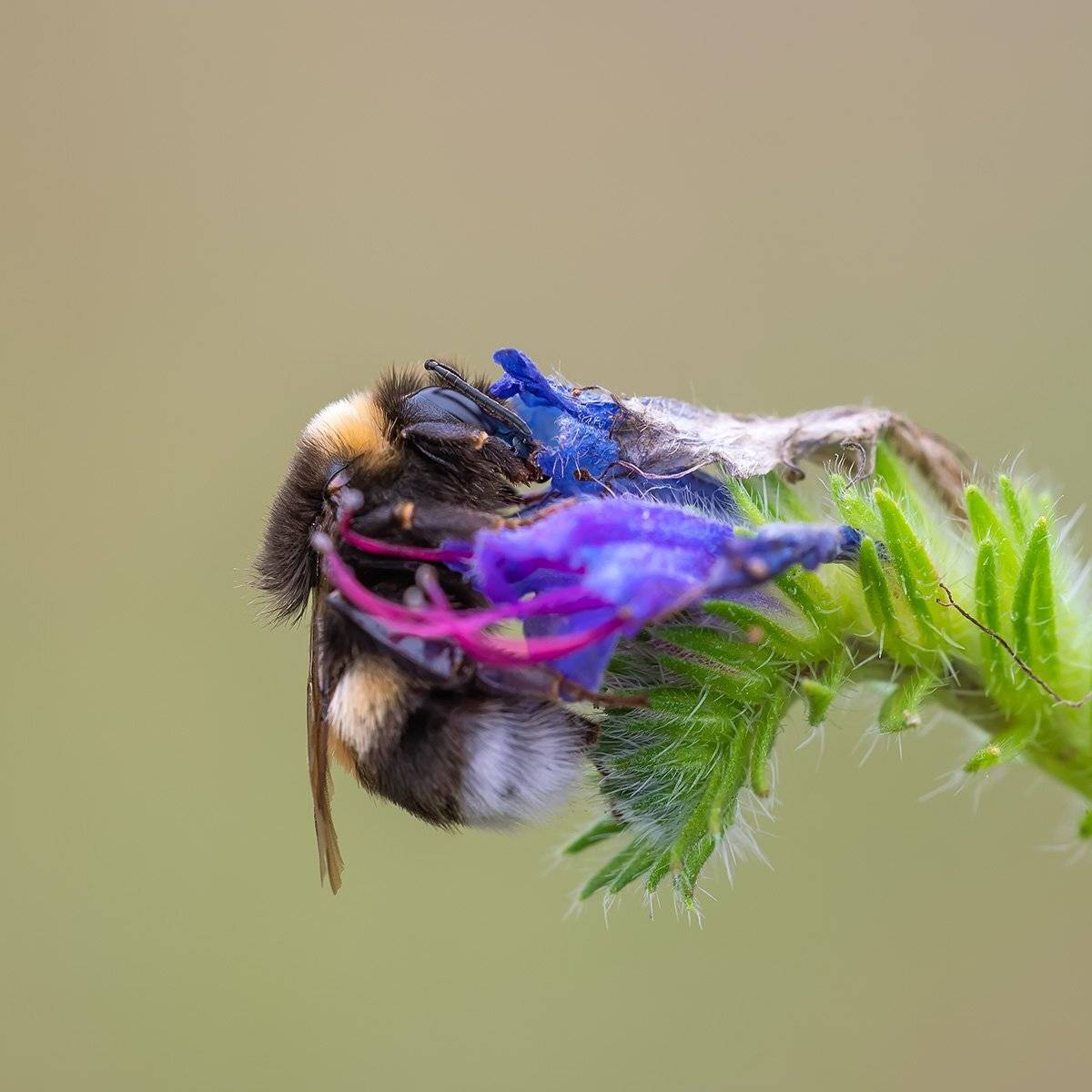 , Александр Земляной