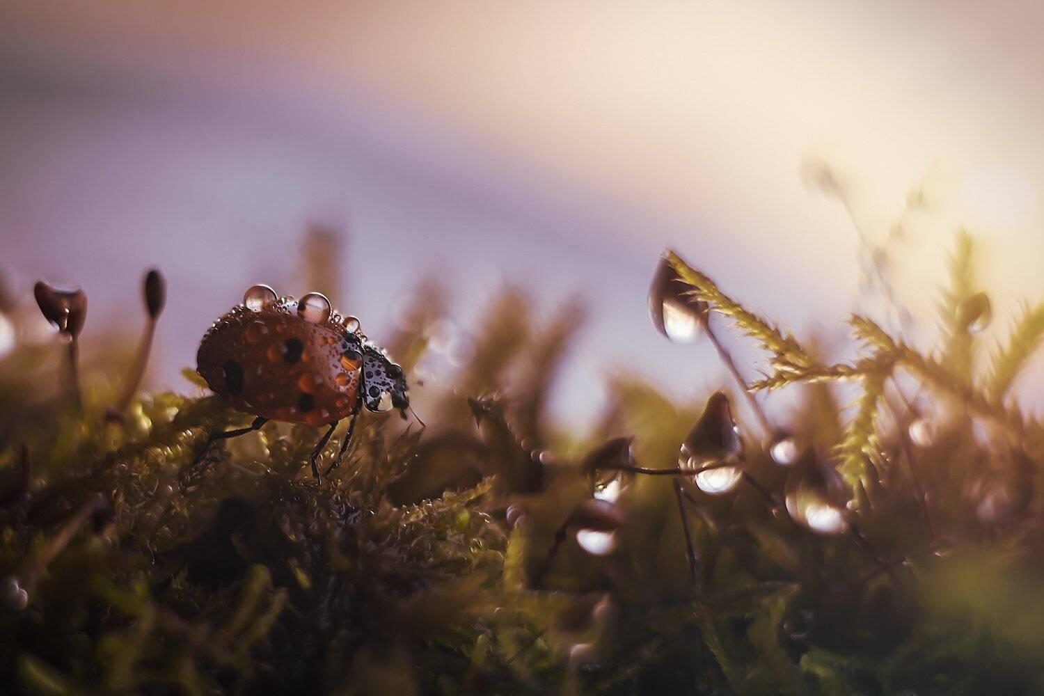 божьякоровка жуки закат насекомые гелиос44, Анастасия Третьякова