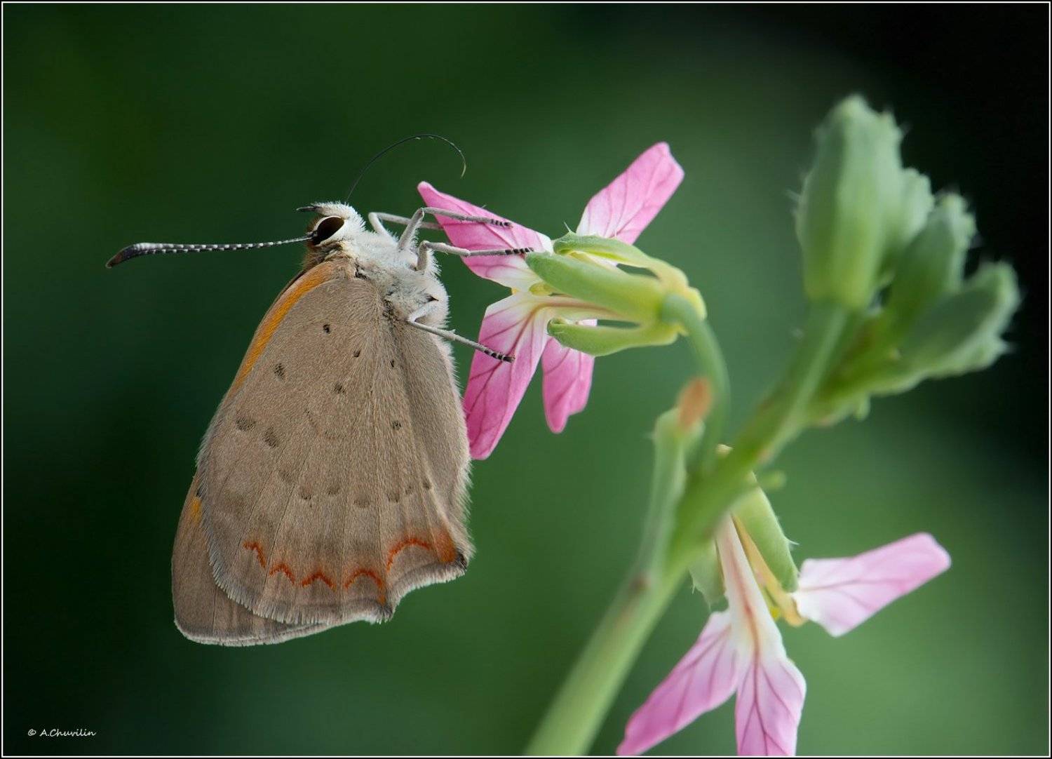 лепесток,хоботок,бабочка,червонец,phlaeas, Александр Чувилин