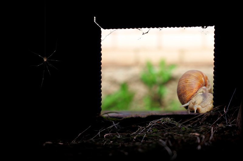 креатив, обработка, концепция, темнота, паук, улитка, concept, dark, spider, snail Хочешь большой и чистой? Тогда приходи на сеновал... фото превью