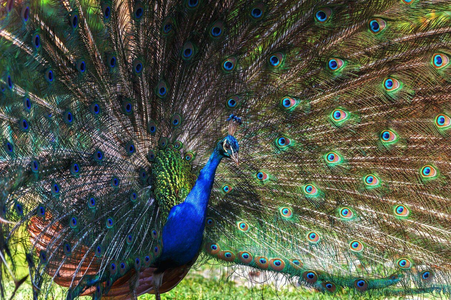 , Олег Богданов