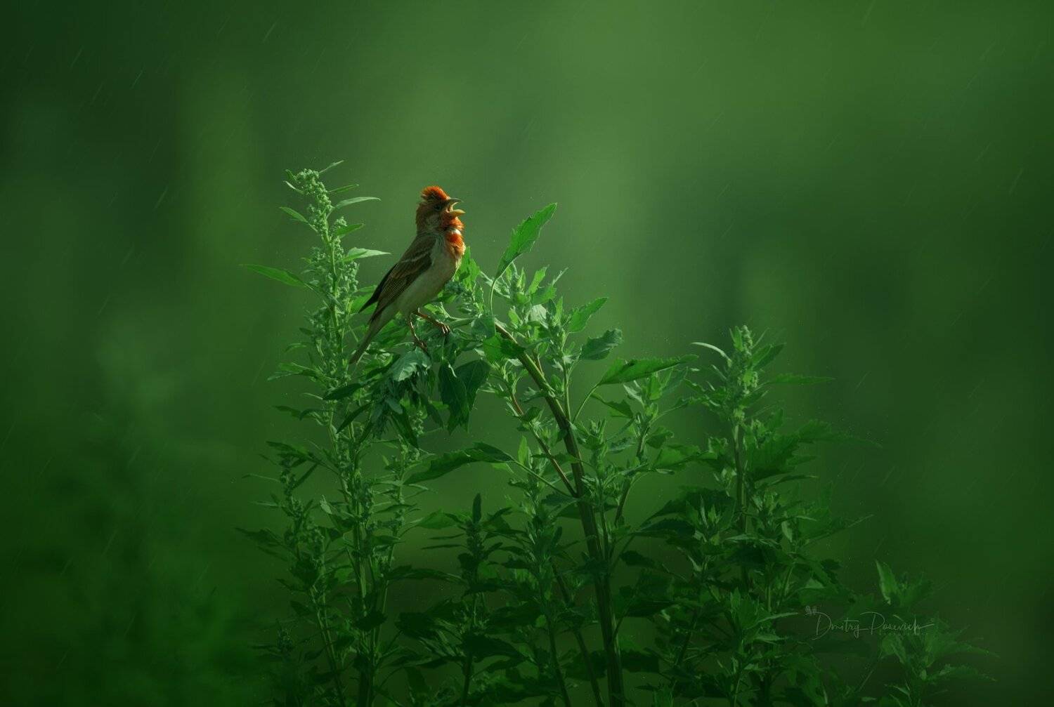 природа, лес, животные, птицы, Дмитрий Посевич