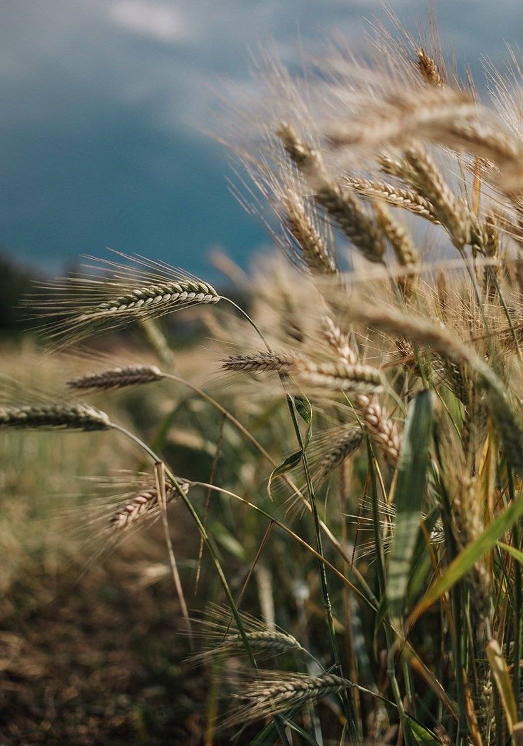 , Чернякова Анна