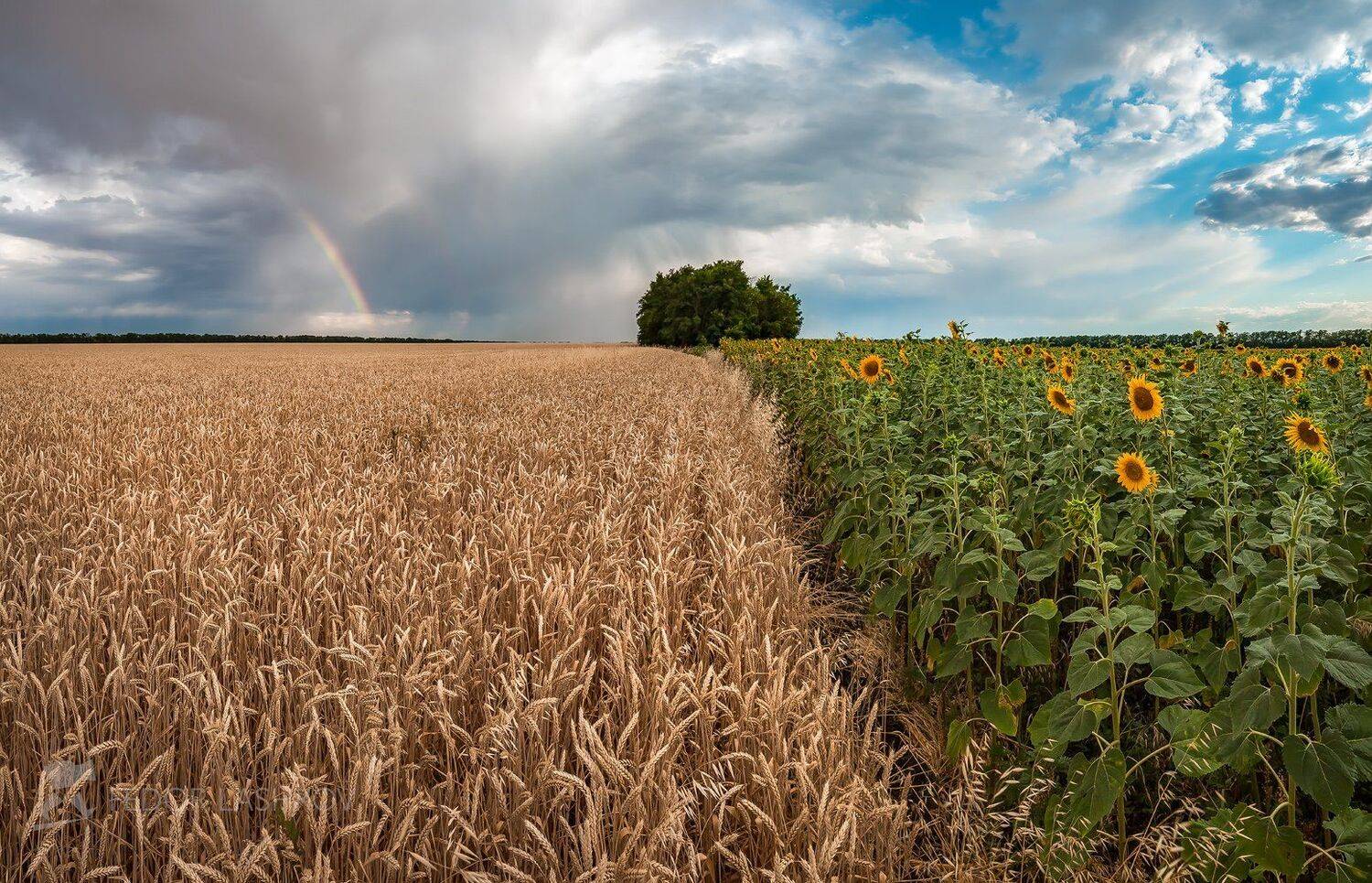 ставропольский край, фотоальбом, ставрополье, подсолнух, поле, поля, пшеница, облака, лето, июнь, урожай, подсолнухи, сельское хозяйство, радуга, тучи, колосья, Лашков Фёдор