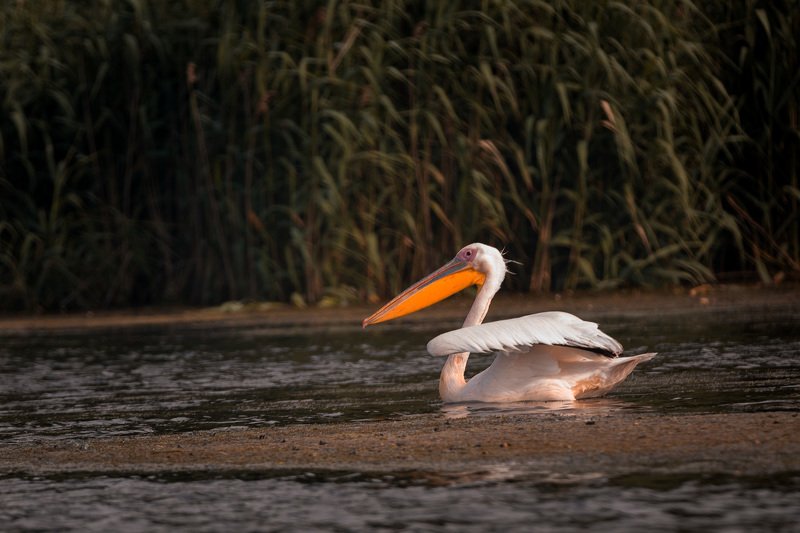 пеликан. полет пеликана. пеликан в полете Пеликан. Быстрый старт фото превью