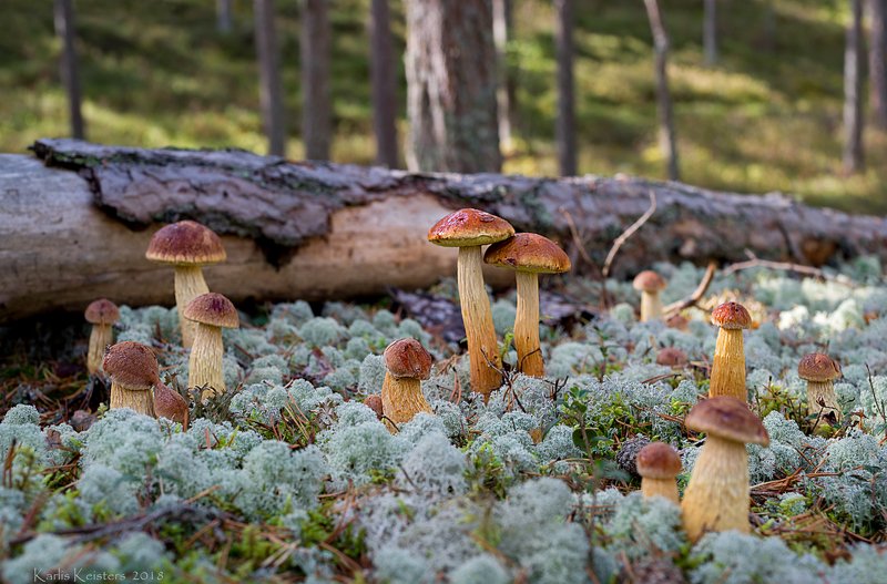 Большая семья фото превью