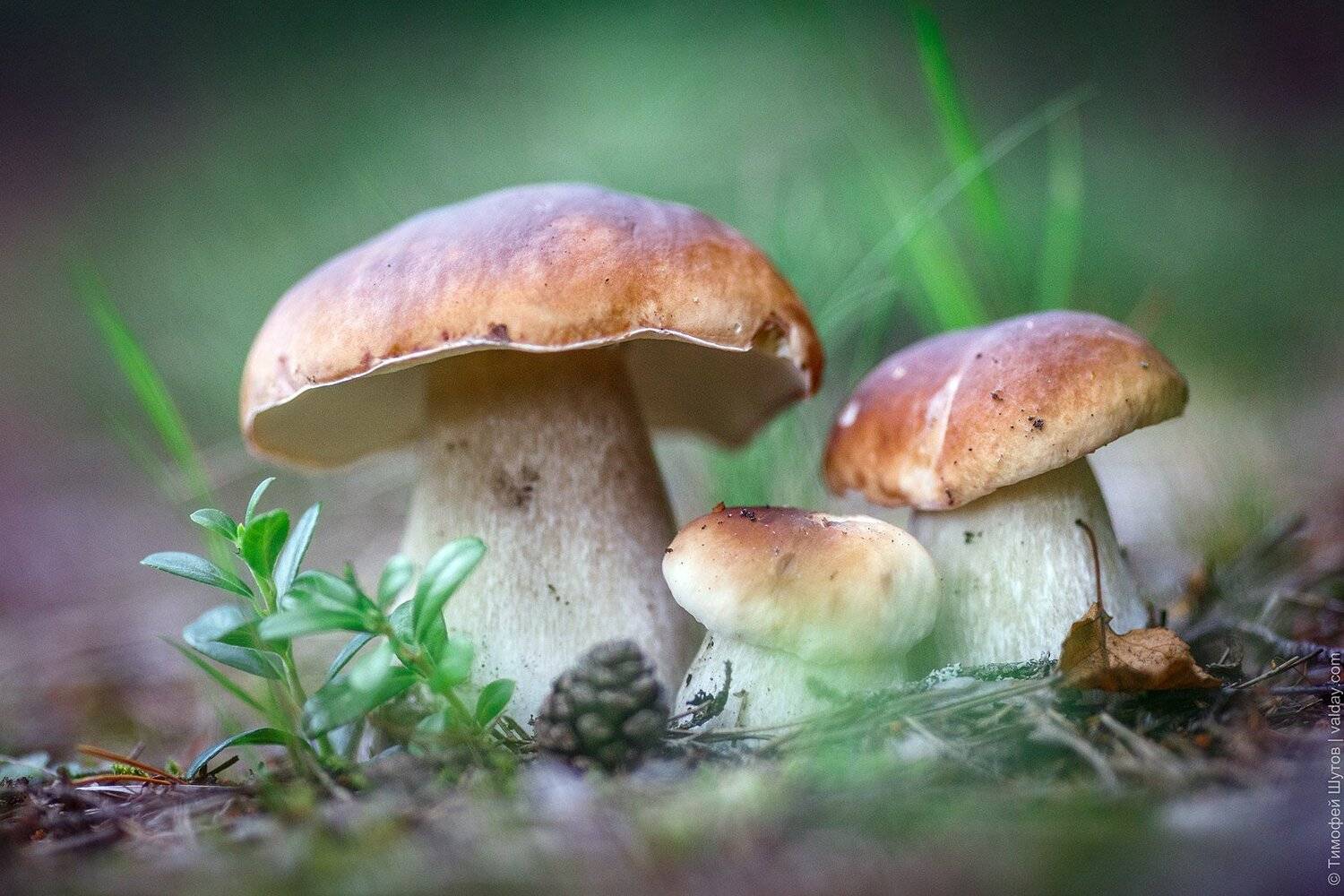 , Тимофей Шутов