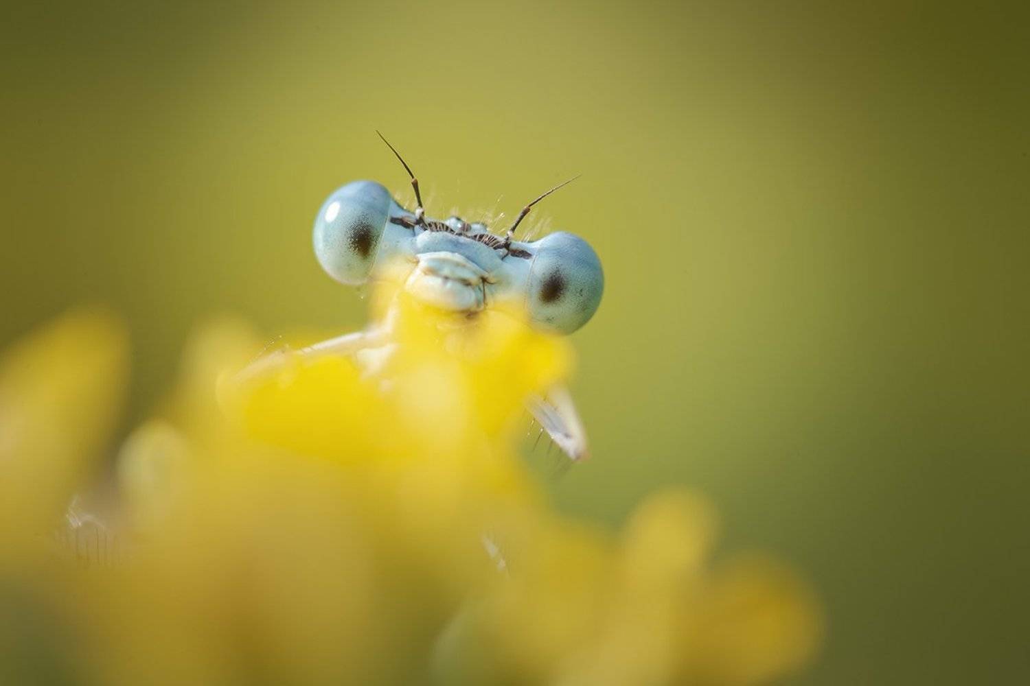 , Nicolae Fanurie Chirobocea