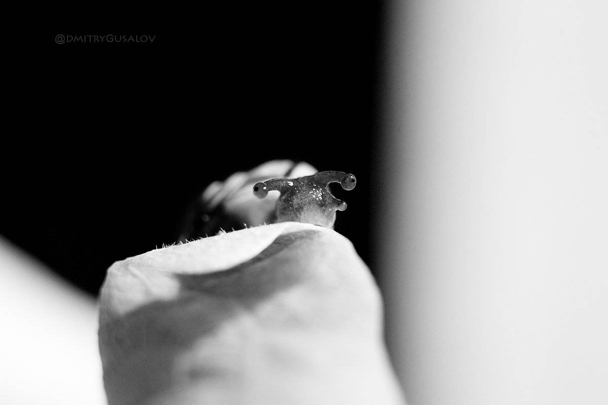 макро, природа, весна, макросъёмка, макрофотография, растение, цветы, жизнь, макромир, улитка, Дмитрий Гусалов