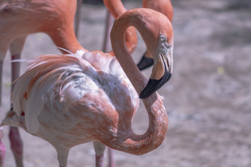 глаза, фламинго Грустные глаза фламинго фото превью