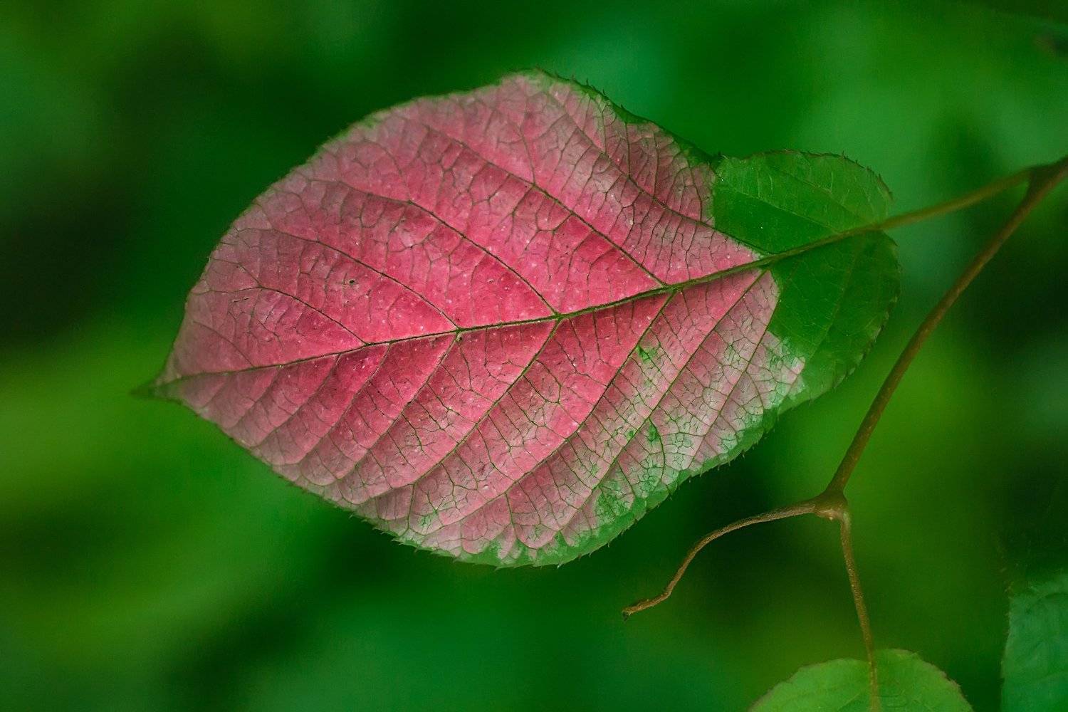 #макро #лист #ритм, Ольга Мусиенко