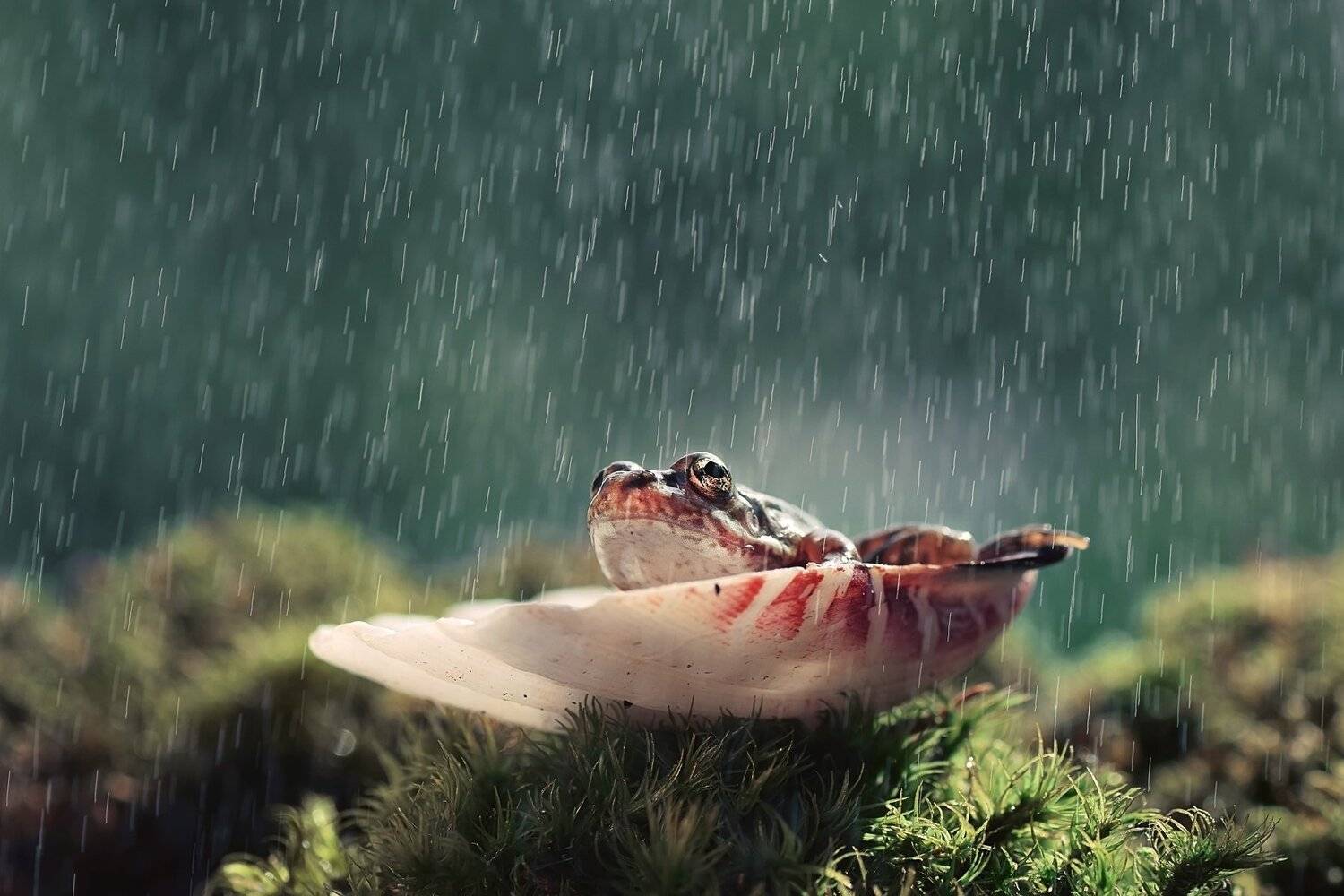 , Лапшина Владлена