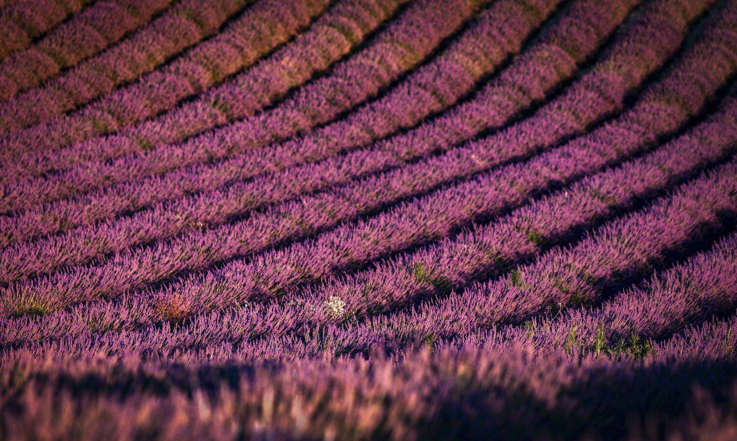 поля, лаванда, Александр Безмолитвенный