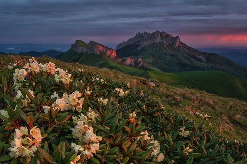 Рододендроны Большого Тхача