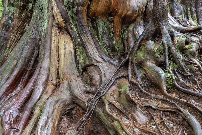 Канада, Ванкувер, лес, дерево Сказочный лес фото превью