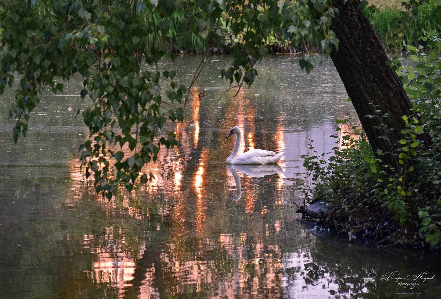 лето, июль, лебедь, вечер, Валерий Наумов